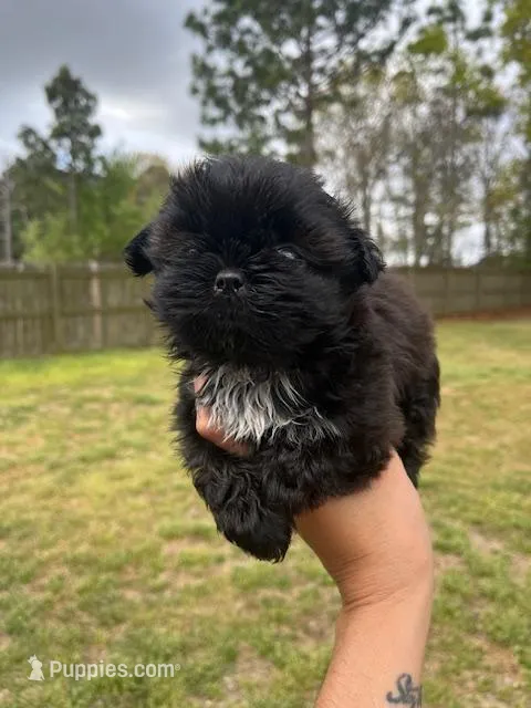 cookie, a female Shih Tzu for sale in Orlando, FL – Photo 1 of 2