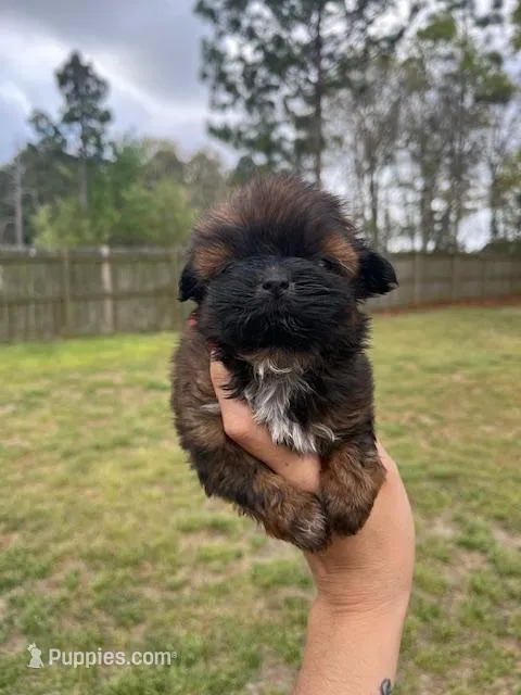 Luci – Shih Tzu puppy for sale in Orlando, FL