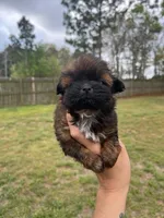 Luci, a female Shih Tzu for sale in Orlando, FL – Photo 1 of 3