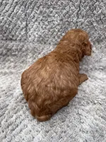 Sam, a male Miniature Goldendoodle for sale in Raeford, NC – 4 of 4