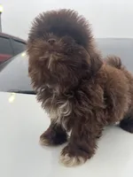 Coco, a male Shih Tzu for sale in Raeford, NC – 2 of 3