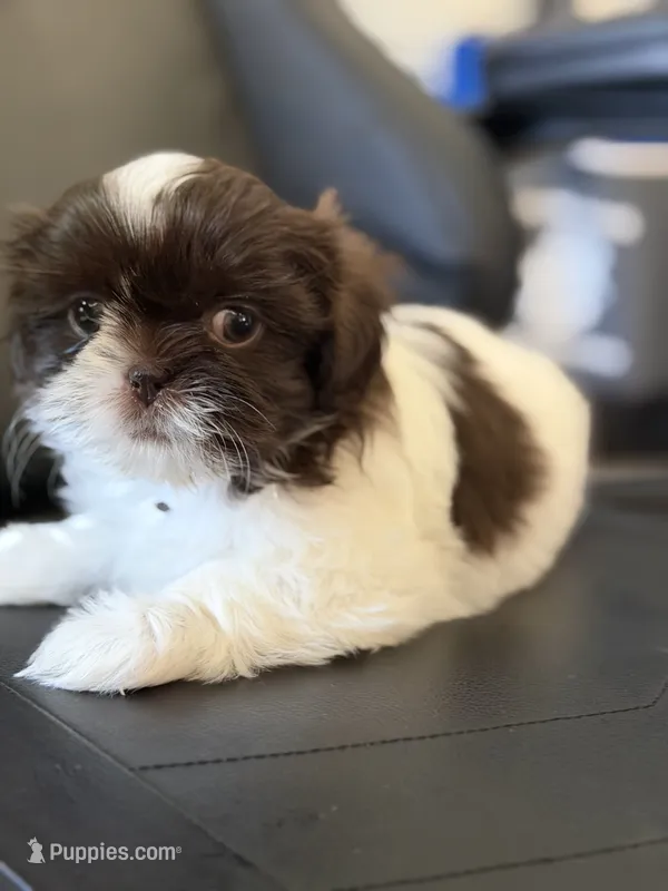 Mami – Shih Tzu puppy for sale in Orlando, FL