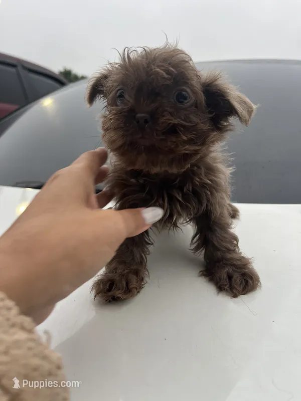 Alli – Shih Tzu puppy for sale in Raeford, NC