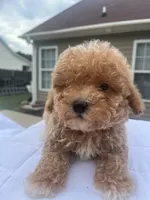 Minnie, a female Poodle - Toy  for sale in Raeford, NC – 3 of 3