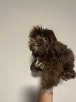 Coco, a male Shih Tzu for sale in Raeford, NC – 3 of 3