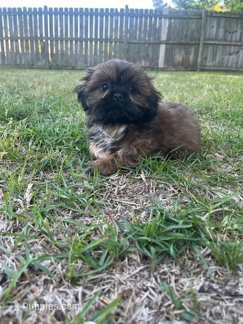 Dream – Shih Tzu puppy for sale in Orlando, FL