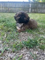 Dream, a male Shih Tzu for sale in Orlando, FL – 1 of 3