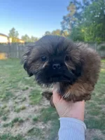 Dream, a male Shih Tzu for sale in Orlando, FL – 3 of 3