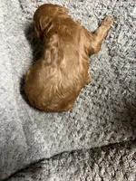 Rex, a female Miniature Goldendoodle for sale in Raeford, NC – 2 of 2