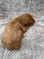Bandit, a male Miniature Goldendoodle for sale in Raeford, NC – 4 of 4