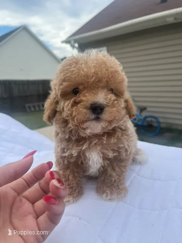 Minnie – Poodle - Toy  puppy for sale in Raeford, NC
