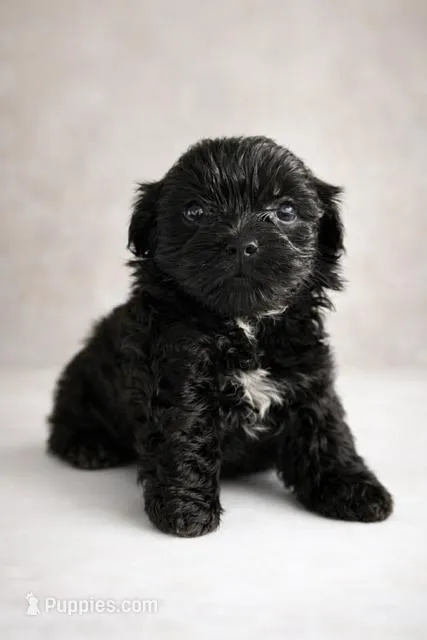 Onix – Shih Tzu puppy for sale in Orlando, FL