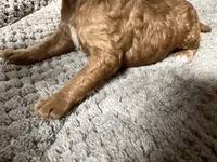 Snoopy, a male Miniature Goldendoodle for sale in Raeford, NC – 2 of 2