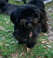 Blue , a male Shih Tzu for sale in Orlando, FL – Photo 4 of 4