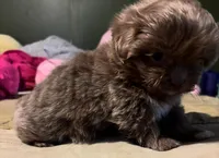 Blue , a male Shih Tzu for sale in Orlando, FL – Photo 2 of 4