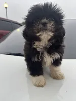 Rubi, a female Shih Tzu for sale in Raeford, NC – 3 of 4