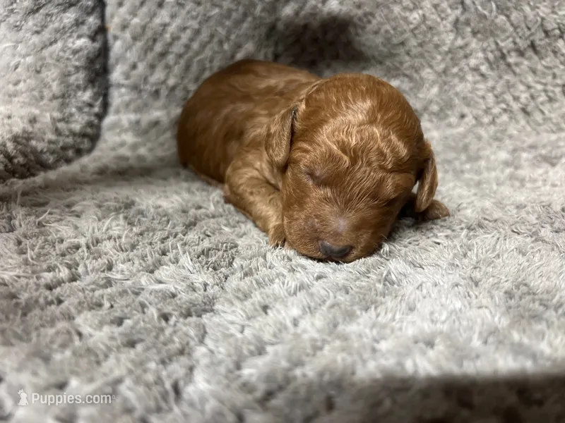 Rex – Miniature Goldendoodle puppy for sale in Raeford, NC