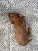 Milo, a male Miniature Goldendoodle for sale in Raeford, NC – 3 of 4