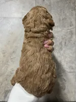 Lia, a female Labradoodle for sale in Raeford, NC – 2 of 2