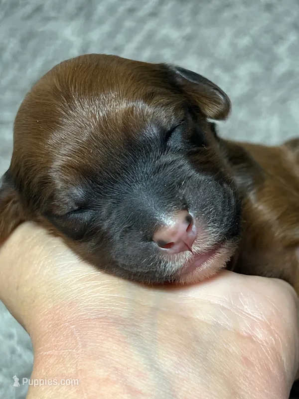 Lia – Double Doodle puppy for sale in Raeford, NC