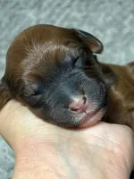 Lia, a female Double Doodle for sale in Raeford, NC – 1 of 3