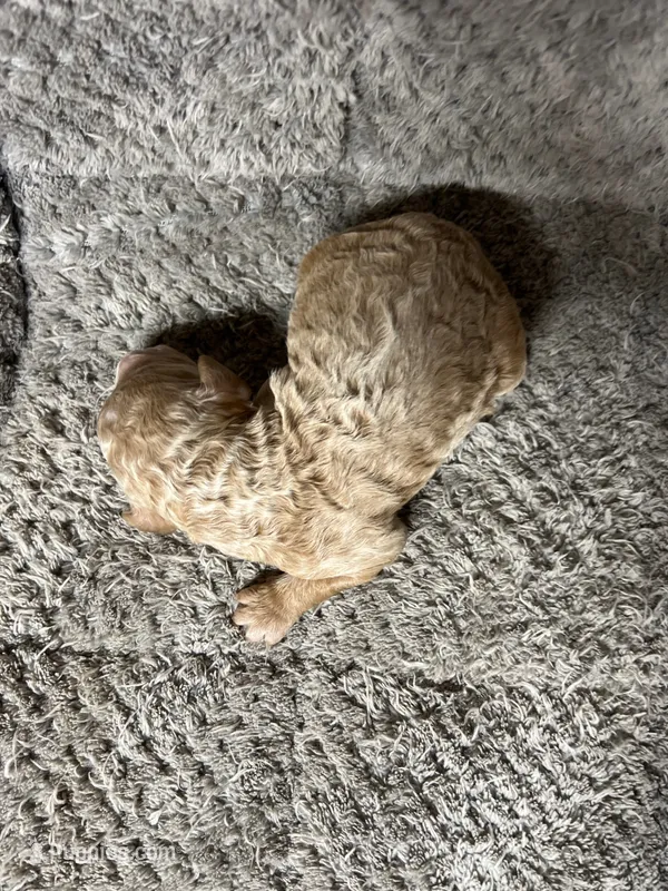 Teddy – Double Doodle puppy for sale in Raeford, NC