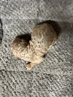 Teddy, a male Double Doodle for sale in Raeford, NC – 1 of 2