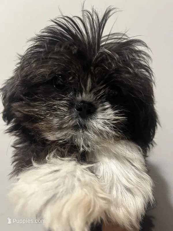 Oreo – Shih Tzu puppy for sale in Raeford, NC