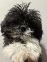 Oreo, a female Shih Tzu for sale in Raeford, NC – 1 of 3