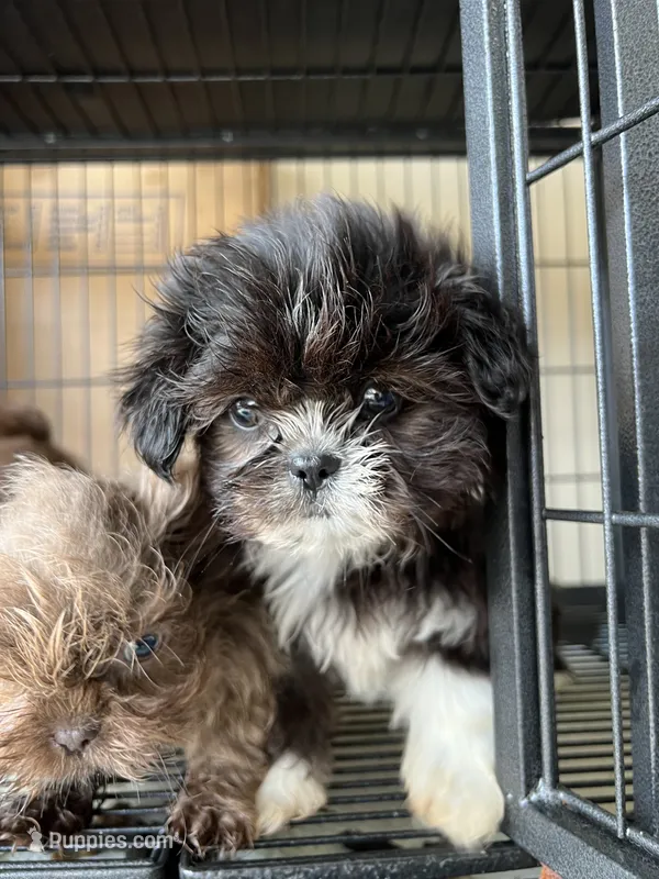 Rubi – Shih Tzu puppy for sale in Raeford, NC