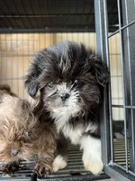 Rubi, a female Shih Tzu for sale in Raeford, NC – 1 of 4