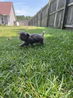 Gizmo, a male Shih Tzu for sale in Raeford, NC – 2 of 4