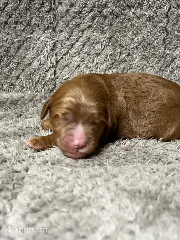 Nala – Double Doodle puppy for sale in Raeford, NC