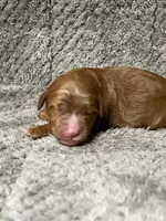 Nala, a female Double Doodle for sale in Raeford, NC – 1 of 4
