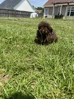 Brownie, a male Shih Tzu for sale in Raeford, NC – 2 of 3