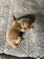 Maggie, a female Double Doodle for sale in Raeford, NC – 3 of 4