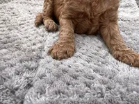 Rocco, a male Miniature Goldendoodle for sale in Raeford, NC – 2 of 4