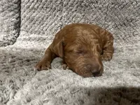 Sweetie, a female Miniature Goldendoodle for sale in Raeford, NC – 1 of 2