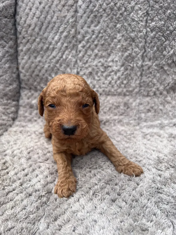 Rocco – Miniature Goldendoodle puppy for sale in Raeford, NC