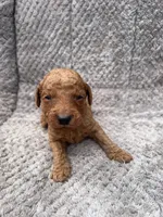 Rocco, a male Miniature Goldendoodle for sale in Raeford, NC – 1 of 4