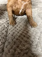 Babi, a male Miniature Goldendoodle for sale in Raeford, NC – 3 of 4