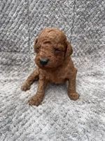Sam, a male Miniature Goldendoodle for sale in Raeford, NC – 1 of 4