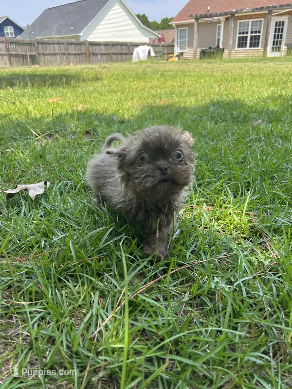 Gizmo – Shih Tzu puppy for sale in Raeford, NC