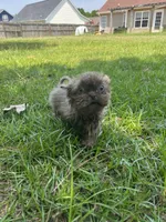 Gizmo, a male Shih Tzu for sale in Raeford, NC – 1 of 4