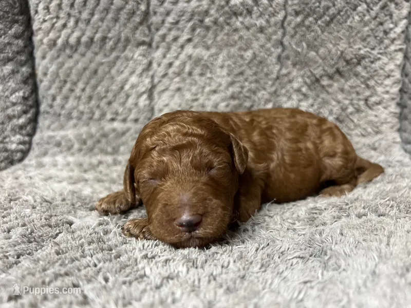 Babi – Miniature Goldendoodle puppy for sale in Raeford, NC