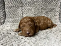 Babi, a male Miniature Goldendoodle for sale in Raeford, NC – 1 of 4