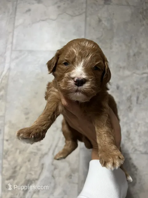 Lia – Labradoodle puppy for sale in Raeford, NC