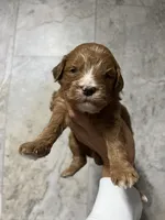 Lia, a female Labradoodle for sale in Raeford, NC – 1 of 2