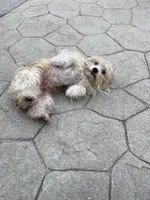 Bella, a female Maltese for sale in Raeford, NC – 2 of 3