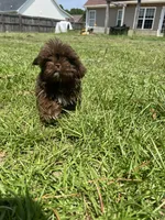 Brownie, a male Shih Tzu for sale in Raeford, NC – 3 of 3